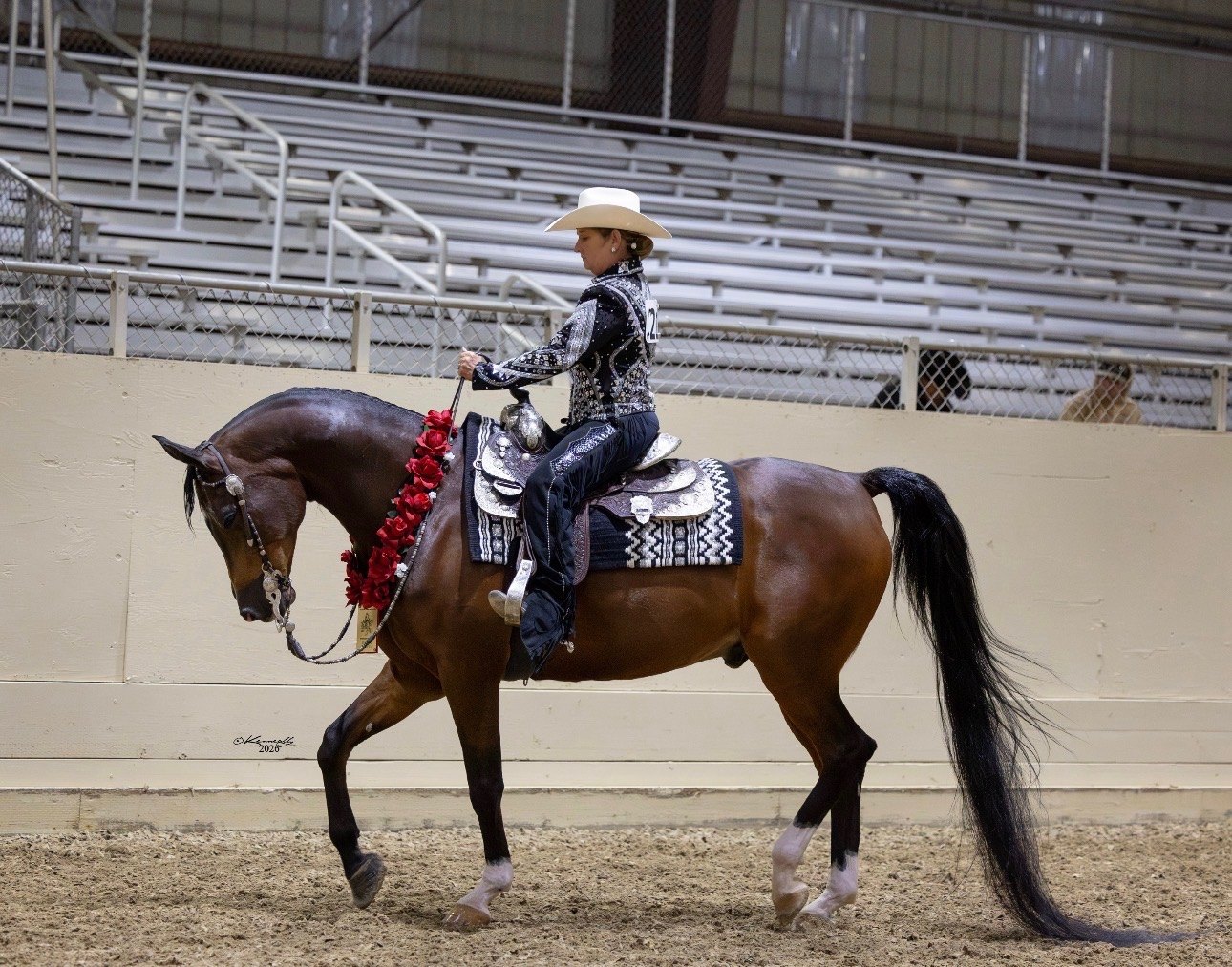 Barbara Wilson riding a show horse in the arena